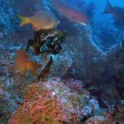 深海奇观 Into the Deep