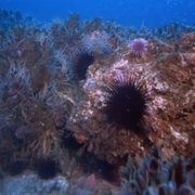 深海奇观 Into the Deep
