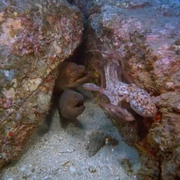 深海奇观 Into the Deep