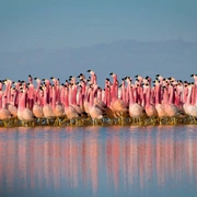 点击查看图片 地球脉动 第二季 Planet Earth Season 2