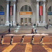 点击查看图片 波普先生的企鹅 Mr. Popper's Penguins