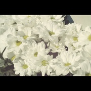 花 Loreak