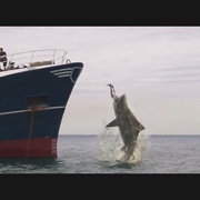 点击查看图片 深海狂鲨3 Deep Blue Sea 3
