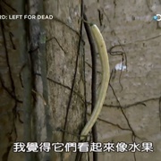 点击查看图片 单挑荒野 第三季 Marooned With Ed Stafford Season 3
