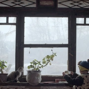 点击查看图片 北方一片苍茫
