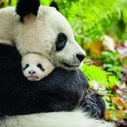 点击查看图片 我们诞生在中国 Born in China