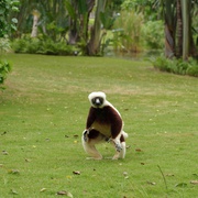 点击查看图片 马达加斯加:狐猴之岛 Island of Lemurs: Madagascar