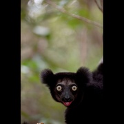 点击查看图片 马达加斯加:狐猴之岛 Island of Lemurs: Madagascar