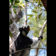 点击查看图片 马达加斯加:狐猴之岛 Island of Lemurs: Madagascar