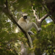 点击查看图片 马达加斯加:狐猴之岛 Island of Lemurs: Madagascar