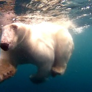 点击查看图片 北极熊:一个夏天的奥德赛 Polar Bears: A Summer Odyssey