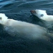点击查看图片 北极熊:一个夏天的奥德赛 Polar Bears: A Summer Odyssey