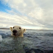 点击查看图片 北极熊:一个夏天的奥德赛 Polar Bears: A Summer Odyssey