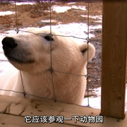 点击查看图片 北极熊:一个夏天的奥德赛 Polar Bears: A Summer Odyssey