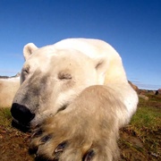 点击查看图片 北极熊:一个夏天的奥德赛 Polar Bears: A Summer Odyssey