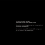 点击查看图片 红色翅膀:火烈鸟故事 The Crimson Wing: Mystery of the Flamingos