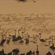 点击查看图片 红色翅膀:火烈鸟故事 The Crimson Wing: Mystery of the Flamingos