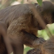 狂野巴西 Wild Brazil