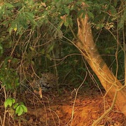 狂野巴西 Wild Brazil