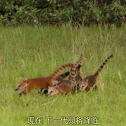 狂野巴西 Wild Brazil