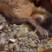 狂野巴西 Wild Brazil