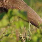 狂野巴西 Wild Brazil