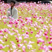 点击查看图片 美人图 미인도