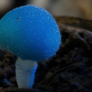 点击查看图片 神奇的真菌 Fantastic Fungi