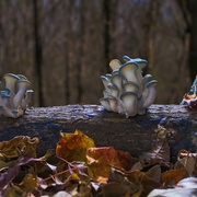 点击查看图片 神奇的真菌 Fantastic Fungi