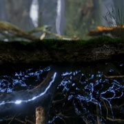 点击查看图片 神奇的真菌 Fantastic Fungi