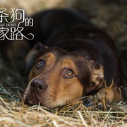 点击查看图片 一条狗的回家路 A Dog's Way Home