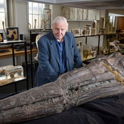 爱登堡爵士和海龙 Attenborough and the Sea Dragon