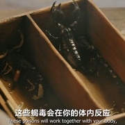 点击查看图片 暴力执法 Force of Execution