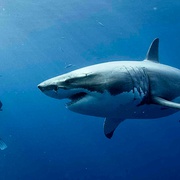 点击查看图片 鲨海 47 Meters Down