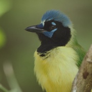 点击查看图片 观鸟者 Birders