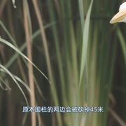 点击查看图片 观鸟者 Birders