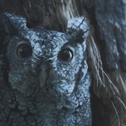点击查看图片 观鸟者 Birders