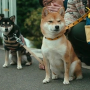 点击查看图片 柴犬公园 柴公園