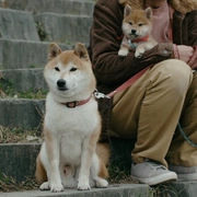点击查看图片 柴犬公园 柴公園