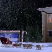 圣诞巴迪 Santa Buddies