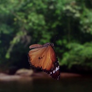 点击查看图片 征服天穹 David Attenborough's Conquest of the Skies