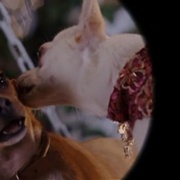 点击查看图片 富贵吉娃娃 Beverly Hills Chihuahua