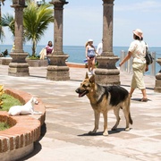 点击查看图片 富贵吉娃娃 Beverly Hills Chihuahua
