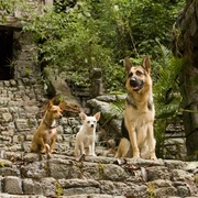 点击查看图片 富贵吉娃娃 Beverly Hills Chihuahua