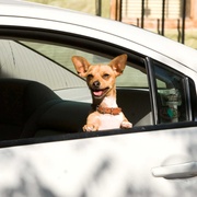 点击查看图片 富贵吉娃娃 Beverly Hills Chihuahua