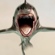 点击查看图片 鲨鱼帝国 Empire of the Sharks