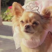 点击查看图片 比佛利拜金狗3 Beverly Hills Chihuahua 3