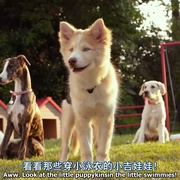 点击查看图片 比佛利拜金狗3 Beverly Hills Chihuahua 3
