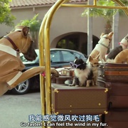 点击查看图片 比佛利拜金狗3 Beverly Hills Chihuahua 3
