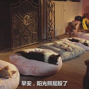 点击查看图片 比佛利拜金狗3 Beverly Hills Chihuahua 3